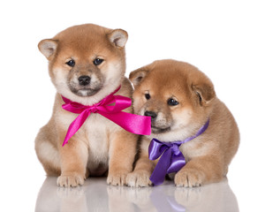 two adorable puppies with ribbons