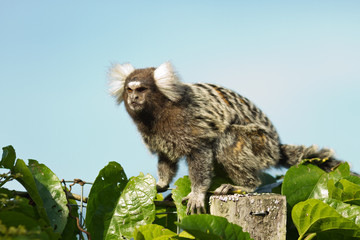 Sagui em Parati, Rio de Janeiro, Brasil