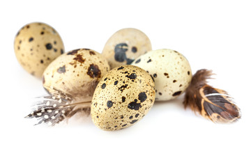common quail eggs
