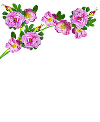 Dog rose (Rosa canina) flowers on a white background