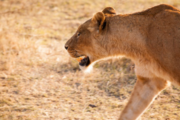 Fototapeta na wymiar leonessa a caccia