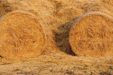 Hay bales on the field after harvest