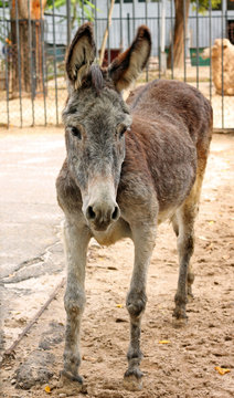 Image of adorable sad donkey at zoo