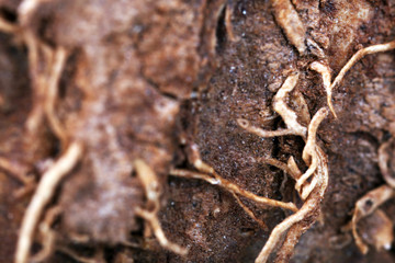 Coconut shell texture close up