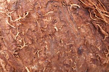 Coconut shell texture close up