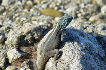 Blue-headed agama lizard