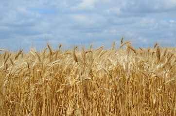 Golden Wheat Field with ripe ears of corn