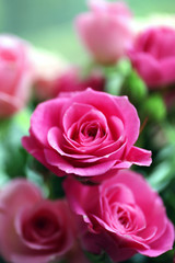 Beautiful pink roses close up