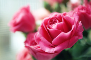 Beautiful pink roses close up