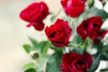 Beautiful red roses on bright background