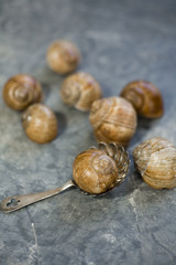 Snails