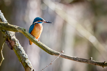 Eisvogel auf der Lauer