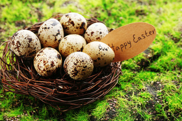 Bird eggs in nest on green grass background