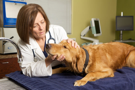 A Veterinarian Examining a Golden Retriever Dog