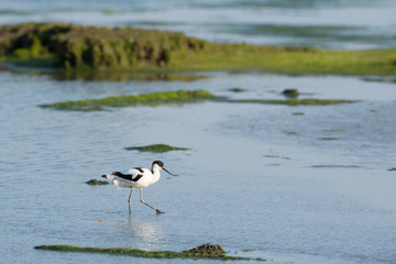 Pied Avocet in mudflat