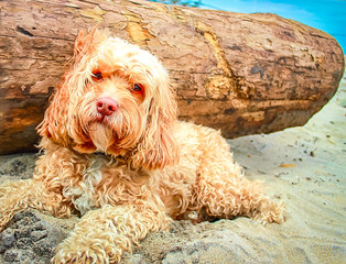 Cute Puppy in the Sand