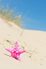 Fototapeta na wymiar Starfish in sand