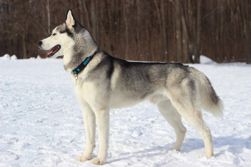 Fototapeta na wymiar gorgeous dog breed Siberian Husky in the Snow