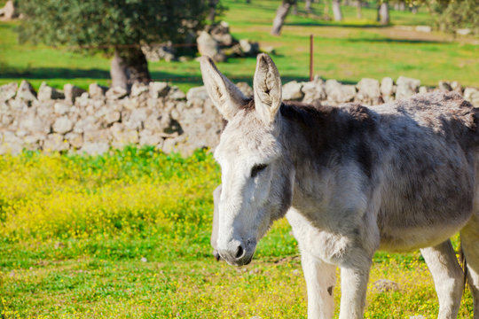 White Donkey at countryside