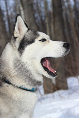 Husky yawns