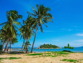 Obraz premium Palm trees on the shore of sea