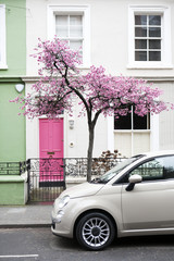 Cherry blossom