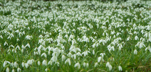 Fototapeta premium Snowdrops