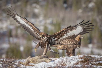 Golden eagle siblings