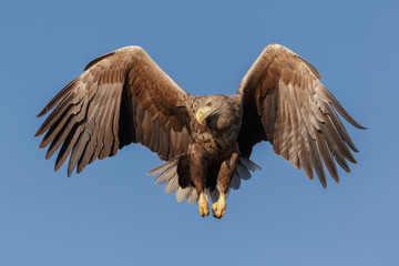 White-tailed eagle on blue
