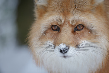 Red fox