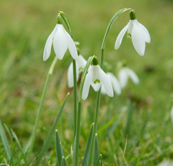 Fototapeta premium Snowdrops