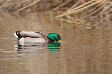 Mallard or wild duck (Anas platyrhynchos)