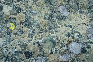 Lichen on stone