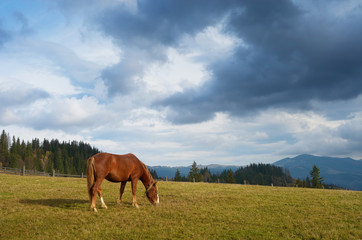 Fototapeta na wymiar Horse on the pasture