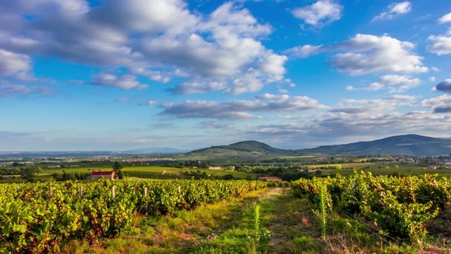 Timelapse of clouds and sunlight dancing on the French vineyard