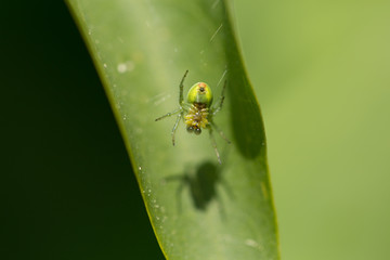 Kürbisspinne