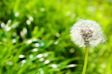 White dandelion on a green background with bokeh