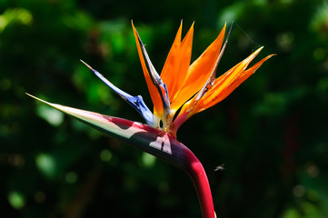 Fototapeta na wymiar strelitzia bird of paradise exotic flower