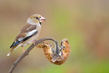hawfinch on sunflower