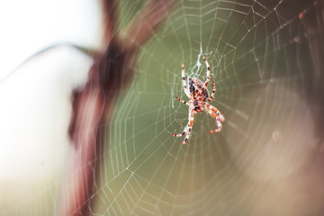 Spider on web