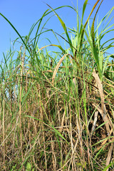 sugarcane plants grow in field 