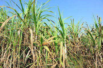 sugarcane plants grow in field 