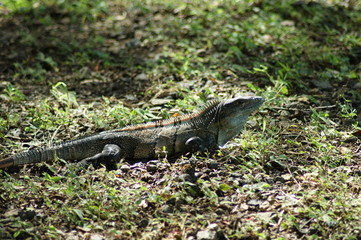 iguane