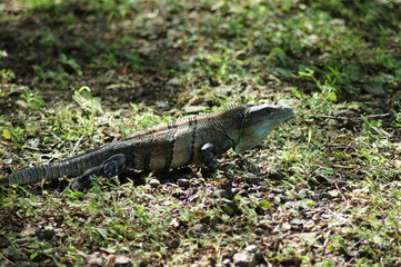 iguane