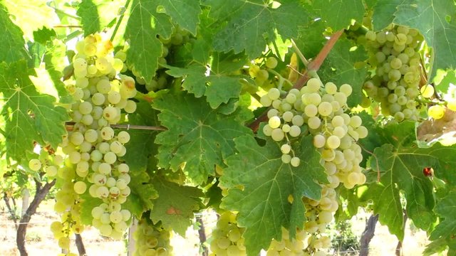 Grappoli di Trebbiano - White Grapes