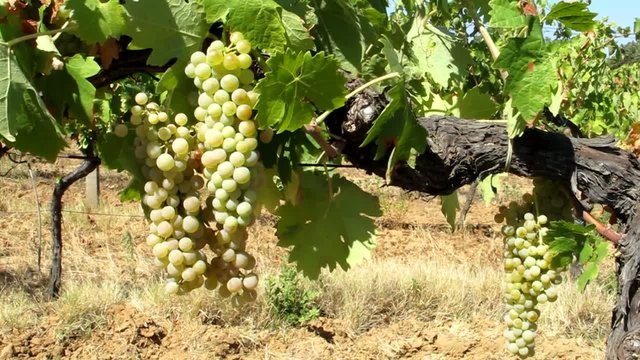 Grappoli di Trebbiano - White Grapes