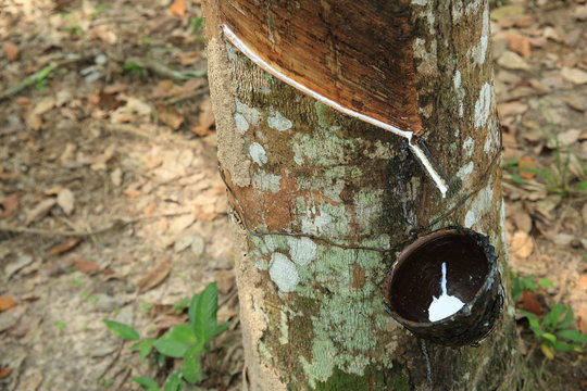 tapping a rubber tree
