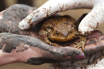 Toad in hand