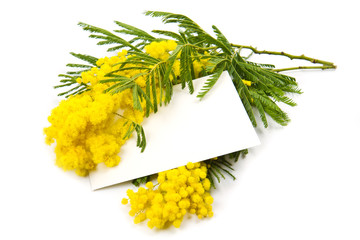 mimosa, Women's Day