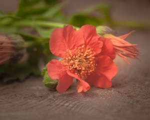 Dekoration mit Nelkenwurz und Ringelblume